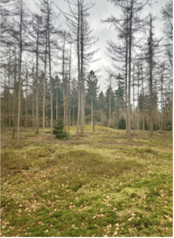 A photo of a forest with bare trees and mossy gross