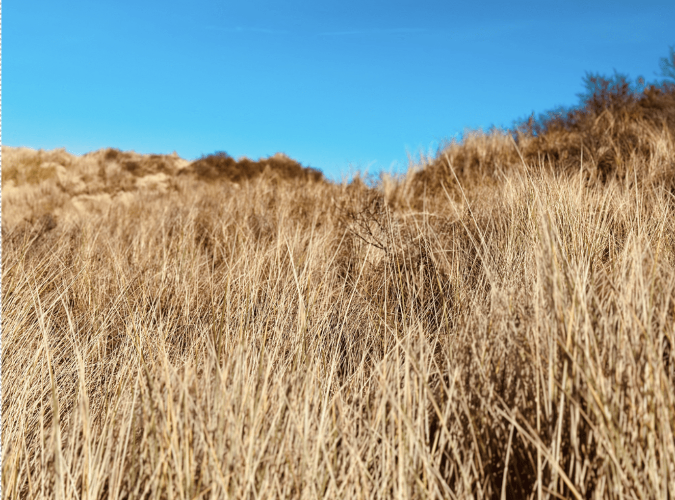 Photo of dunes against a bright blue sky