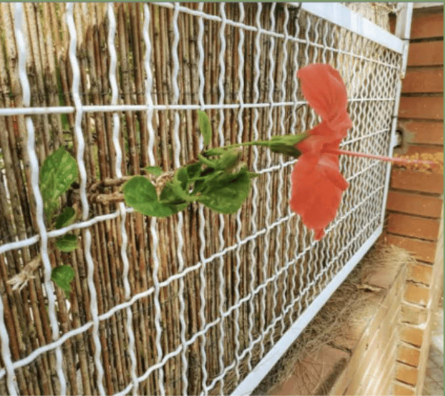 Flower growing through a fence